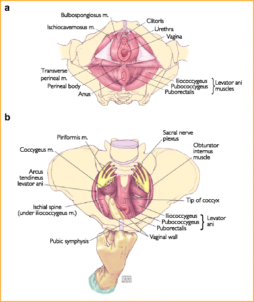 Terapia Manuale Pavimento Pelvico: Fisioterapia ed Esercizi